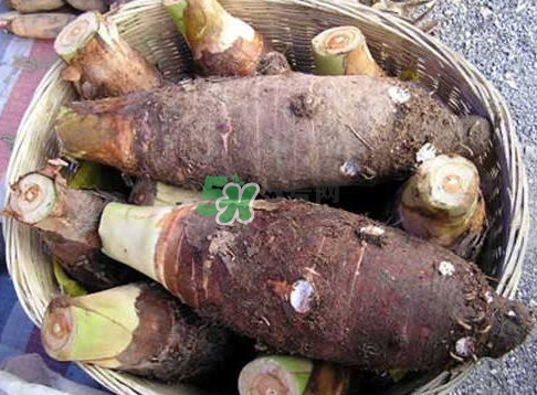 香芋和芋頭是一樣的嗎？香芋和芋頭有什么區(qū)別