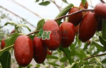 秋季吃什么水果最好？秋季常吃什么水果比較好？