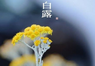 白露可以種什么菜？白露過(guò)后能種植什么蔬菜？