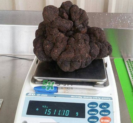 世界最大的松露是在哪個國家發(fā)現(xiàn)的？松露怎么吃