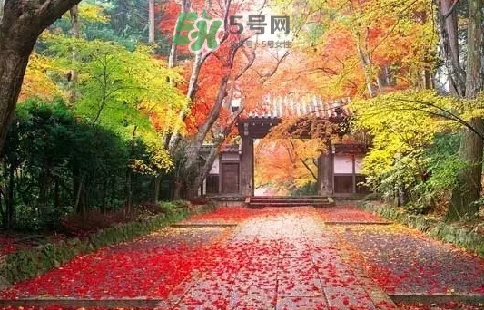 白露是寒露嗎？白露和寒露的區(qū)別