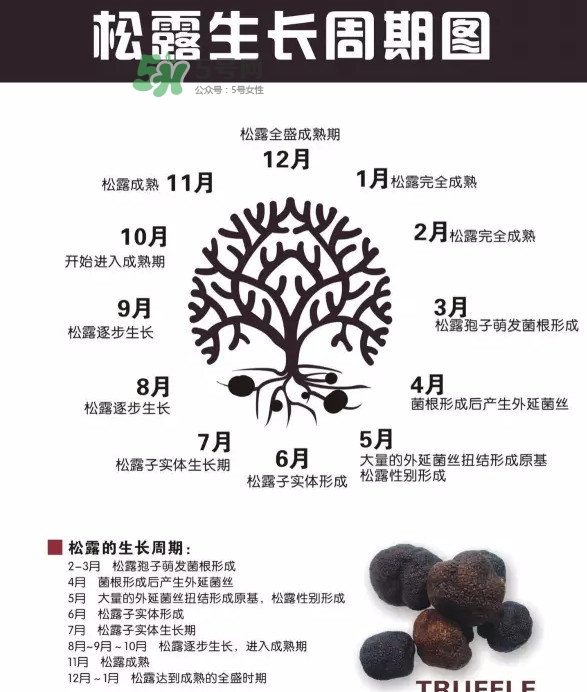 松露是什么樣子的？松露是怎么形成的