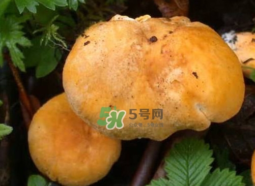 新鮮雞油菌怎么保存？干雞油菌怎么保存