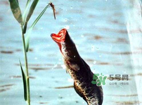 九月份可以釣黑魚嗎？9月份可以釣黑魚嗎？