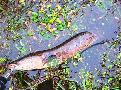 九月份可以釣黑魚嗎？9月份可以釣黑魚嗎？