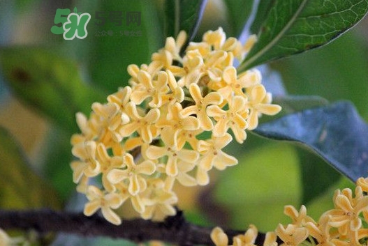 家里為什么不能種桂花？桂花為什么不能栽在家里