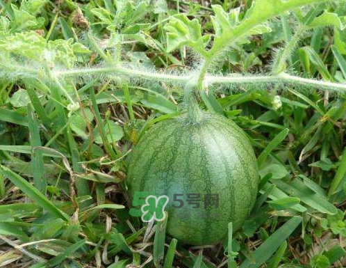 9月份可以種西瓜嗎？九月份種西瓜會(huì)結(jié)果嗎？