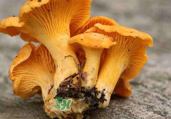 雞油菌怎么清洗？雞油菌要焯水嗎