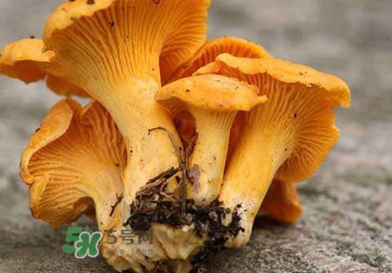雞油菌什么季節(jié)有？雞油菌什么時(shí)候采摘