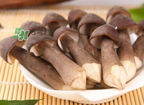 雞樅菌什么人不能吃？雞樅菌哪些人能吃