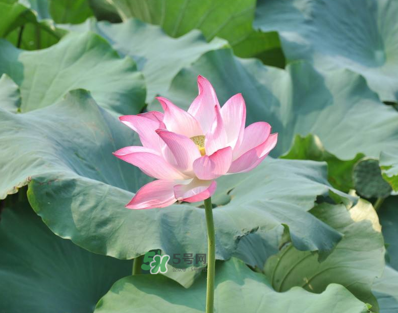 荷花桿可以吃嗎？荷花桿怎么吃？