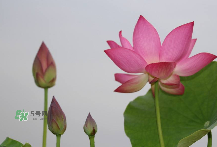 荷花桿可以吃嗎？荷花桿怎么吃？