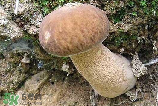 牛肝菌種類有哪些？牛肝菌與什么食物相克