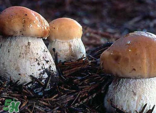 牛肝菌要泡發(fā)多久？牛肝菌怎么清洗
