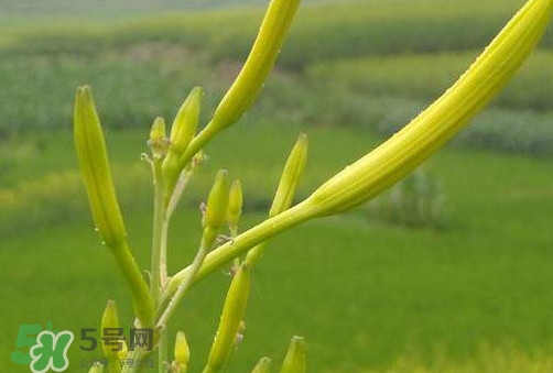 黃花菜是植物的什么部分？黃花菜要去芯嗎？