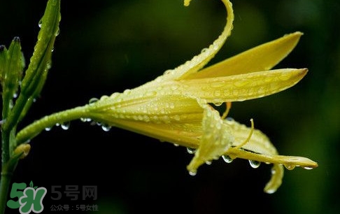 黃花菜什么時(shí)候種植？黃花菜什么時(shí)候采摘好