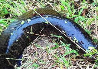 九月份可以釣黑魚嗎？9月份可以釣黑魚嗎？