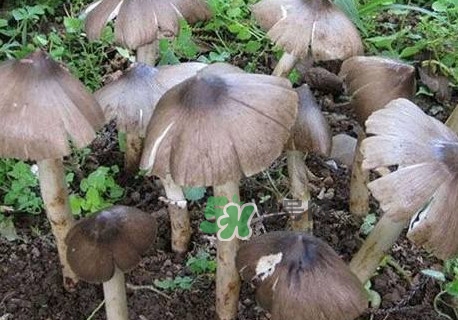 雞樅菌什么人不能吃？雞樅菌哪些人能吃