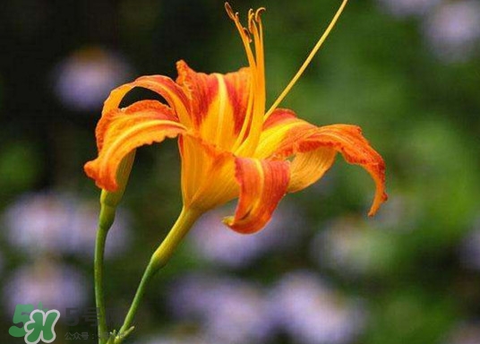 黃花菜怎么采摘？黃花菜怎么清洗