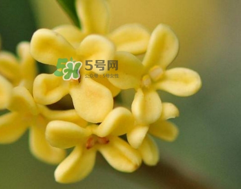 家里為什么不能種桂花？桂花為什么不能栽在家里
