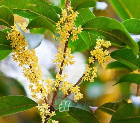 桂花樹種在院子哪里好？桂花樹種在家門口好嗎