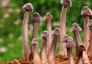 雞樅菌多少錢一斤？干雞樅菌多少錢一斤