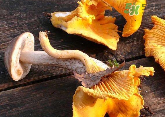 雞油菌什么季節(jié)有？雞油菌什么時(shí)候采摘
