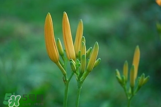 黃花菜什么時(shí)候種植？黃花菜什么時(shí)候采摘好