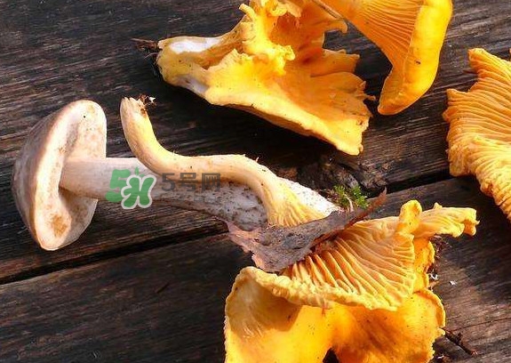 雞油菌是寒性的嗎？雞油菌是發(fā)物嗎