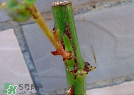 九月份能嫁接樹嗎？九月份怎么嫁接樹？