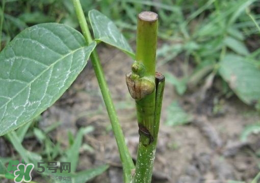 九月份能嫁接樹嗎？九月份怎么嫁接樹？