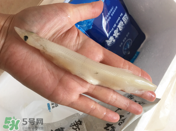 大銀魚多少錢一斤？大銀魚怎么洗？