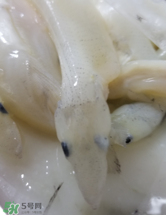 銀魚怎么保存？銀魚可以放在冰箱冷凍保存嗎？