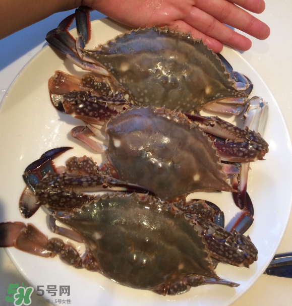 梭子蟹是海里的嗎？梭子蟹是螃蟹嗎？