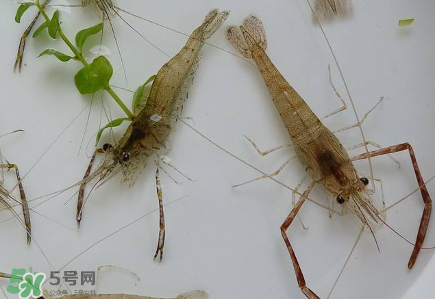 河蝦是發(fā)物嗎？河蝦是不是發(fā)物？