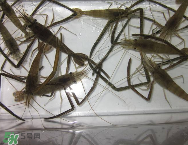 河蝦是發(fā)物嗎？河蝦是不是發(fā)物？