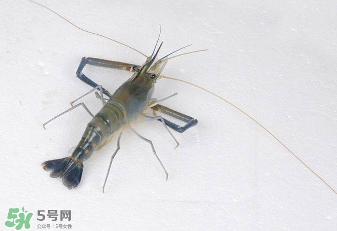 河蝦是酸性還是堿性？河蝦是涼性還是熱性？