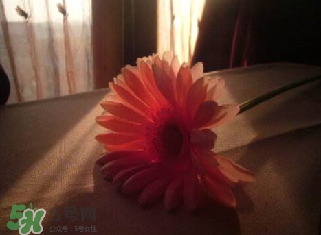 塑料花友誼是什么意思？塑料花友誼怎么來(lái)的