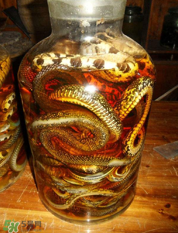 毒蛇泡酒多久才能喝？毒蛇泡酒多久才會(huì)死？