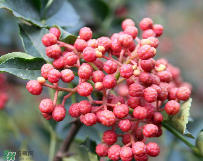 花椒泡腳能治白發(fā)嗎？花椒泡腳白發(fā)能轉(zhuǎn)黑嗎？