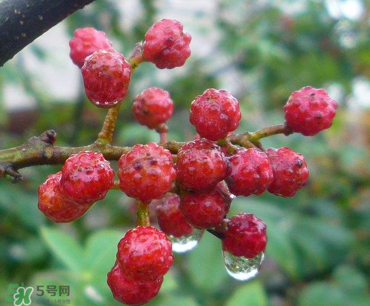 花椒泡腳能祛濕嗎？怎樣用花椒去濕去寒？