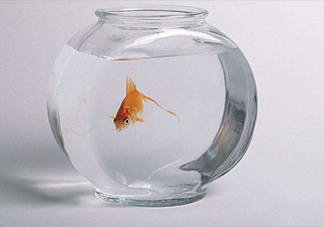 凈化水可以養(yǎng)魚嗎？凈化水可以沖奶粉嗎