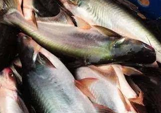 巴沙魚(yú)是什么魚(yú)？巴沙魚(yú)吃什么東西？
