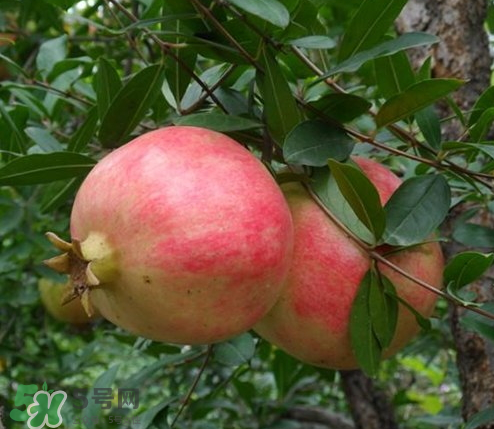 突尼斯石榴哪里產(chǎn)？突尼斯軟籽石榴產(chǎn)地