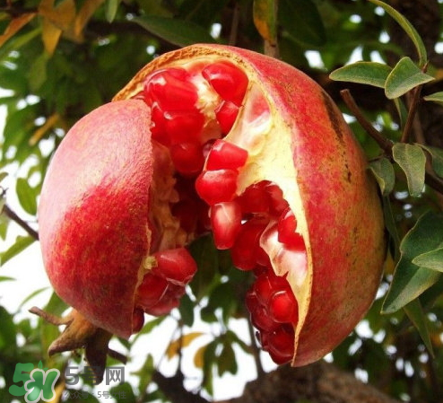 突尼斯石榴哪里產(chǎn)？突尼斯軟籽石榴產(chǎn)地