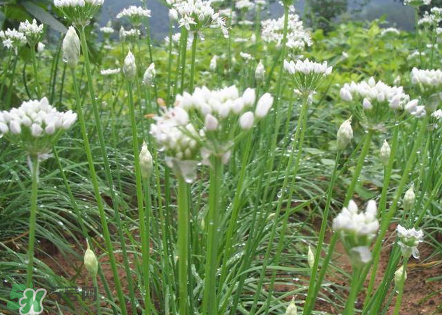 韭菜籽泡水喝有效果嗎？韭菜籽能直接泡水喝嗎？