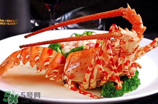 中華錦繡龍蝦可以養(yǎng)殖嗎？中華錦繡龍蝦有毒嗎