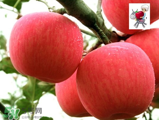 阿克蘇蘋果什么時(shí)候上市？阿克蘇蘋果幾月上市？