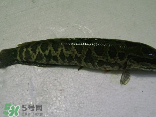 黑魚怎么殺不滑？黑魚為什么又被叫做財(cái)魚