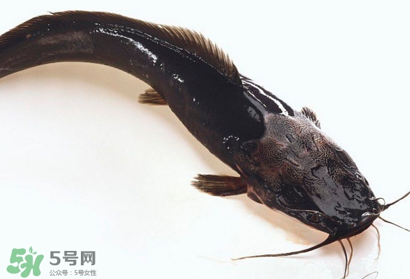 黑魚厲害還是鯰魚厲害？黑魚是世界上最臟的魚